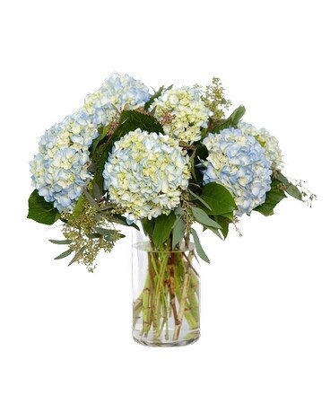 All Baby Blue Hydrangeas in a Vase Flower Arrangement