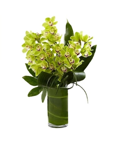 Triple Green Cymbidium Orchid Arrangement Specialty Arrangement