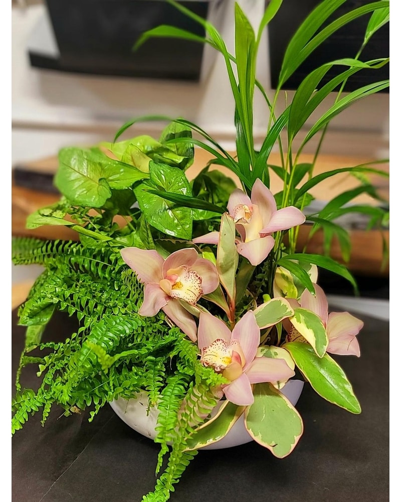 Plants Delivery Wantagh NY - Dexter Florist