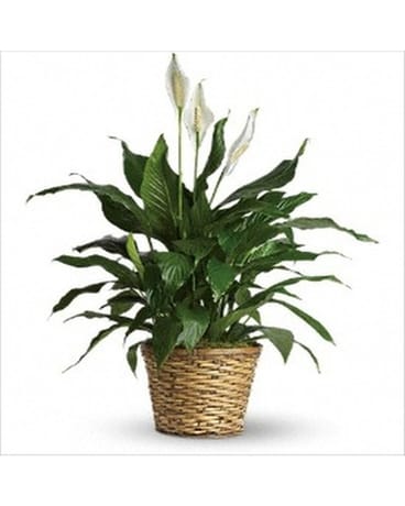 PEACE LILY Flower Arrangement