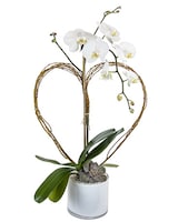 White Container (As Shown) size, 20 inches height and 10 inches wide.
