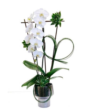 Orchid Statement Flower Arrangement