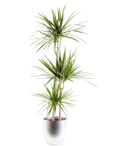 Marginata Dracaena in New York City NY - Big Apple Florist