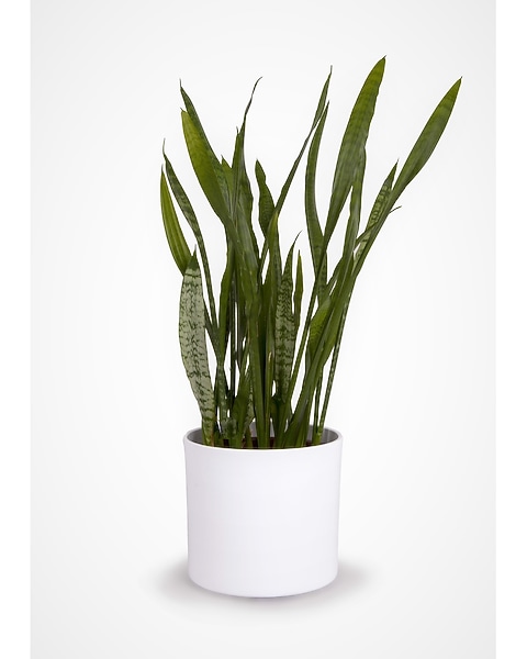strelitzia nicolai white bird of paradise White Bird of Paradise Strelitzia nicolai 20 Seeds – R&B Floridaseeds