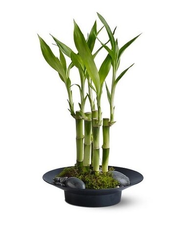 Lucky Bamboo Flower Arrangement