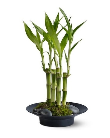 Wishing You Luck Flower Arrangement