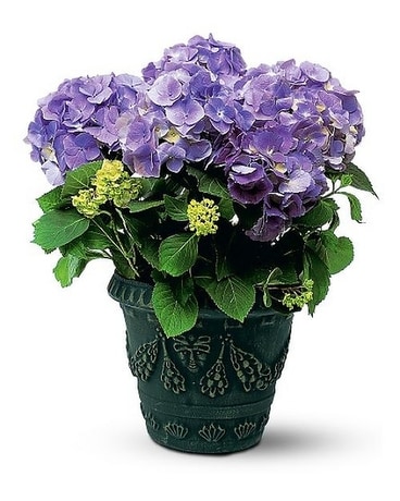Blue Hydrangea Flower Arrangement