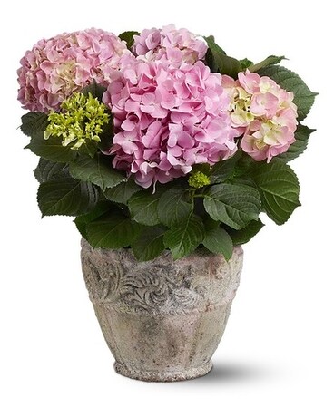 Pink Hydrangea Flower Arrangement
