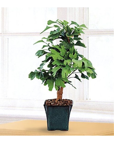 Ginkgo Bonsai in Brooklyn NY - Henry's Florist
