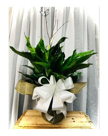 Ellington's Peace Lily Plant