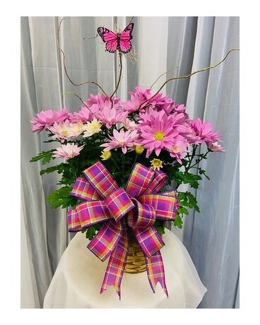 Mum Plant - Colors Vary Flower Arrangement