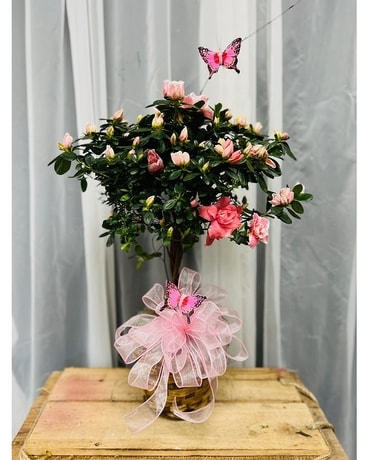 Azalea Topiary Tree Flower Arrangement