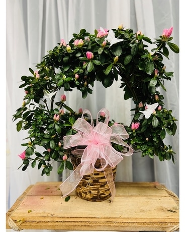 Azalea Wreath Plant