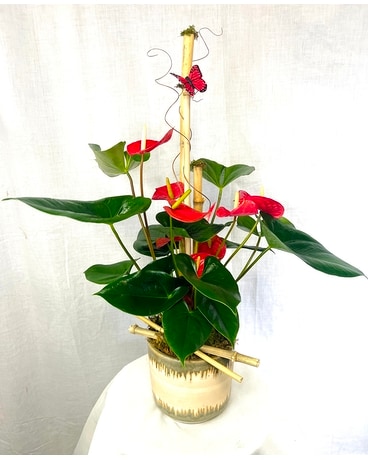 Anthurium Plant