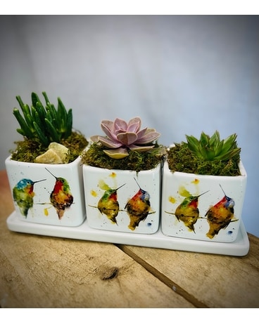 Sweet Hummingbird Succulent Trio Plant