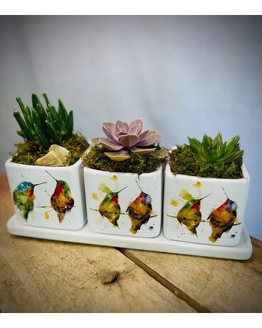 Sweet Hummingbird Succulent Trio Plant