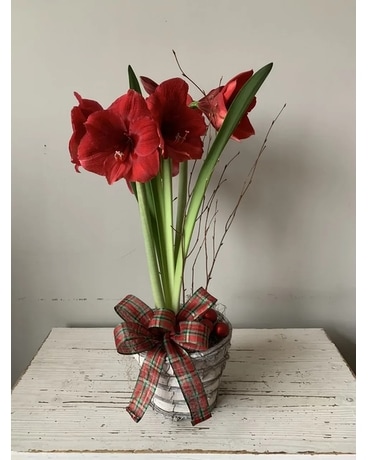 Amaryllis Plant