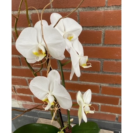 Signature Orchid in Greenville NC - Jefferson Florist, Inc.