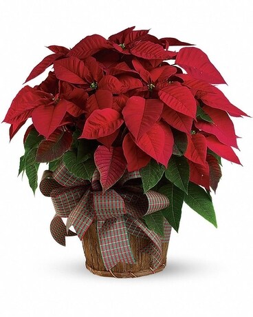 Large Red Poinsettia Plant