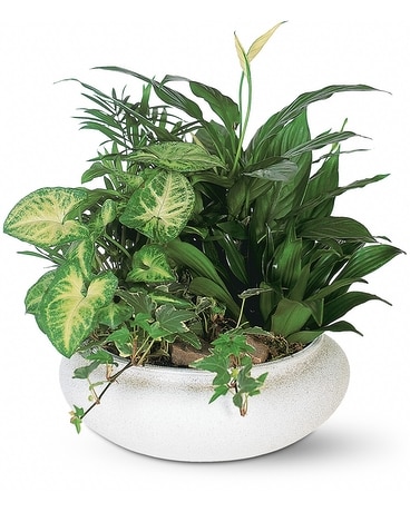 Dish Garden Dish Garden Plant
