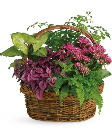 Blooming Garden Basket Plant