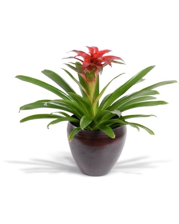 Modern Bromeliad Plant