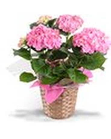 Happy Hydrangea Plant