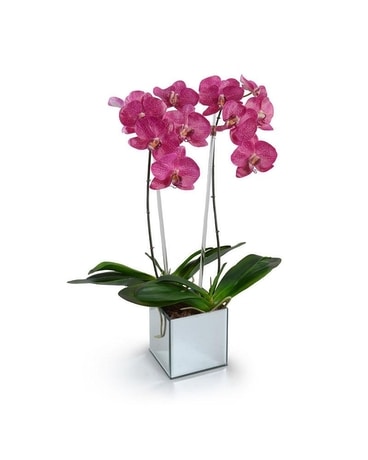 New Growth Designs Fuchsia Phalaenopsis Orchid Gifts