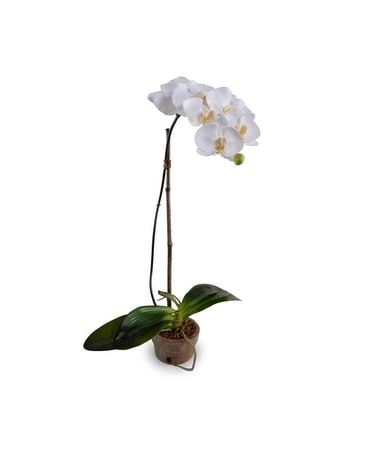 New Growth Designs Phalaenopsis Orchid - FAUX Gifts