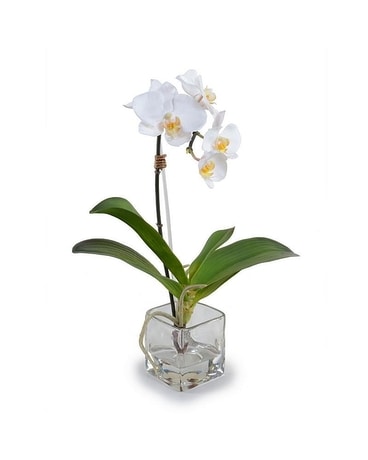 Phalaenopsis Orchid in Glass Cube, 14 Gifts
