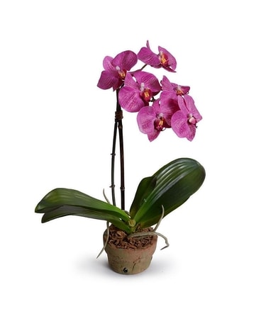 Phalaenopsis Orchid in Terracotta pot - 14
