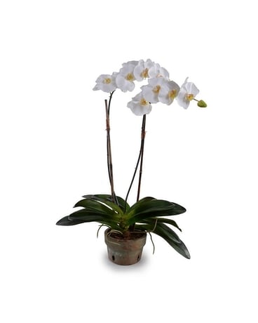 Phalaenopsis Orchids in Terracotta pot - 30