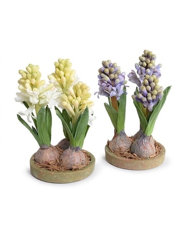 Hyacinth Bulb x3 in Terracotta Dish - 9