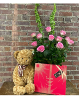 Office Show Off (Lrg Chocolate and Lrg Bear) size,  inches height and  inches wide.