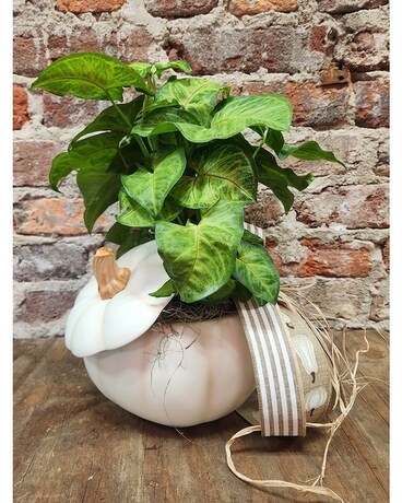 White Pumpkin Planter Plant