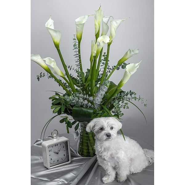 Supreme Callas Calling - Raleigh, NC | Fallon's Flowers