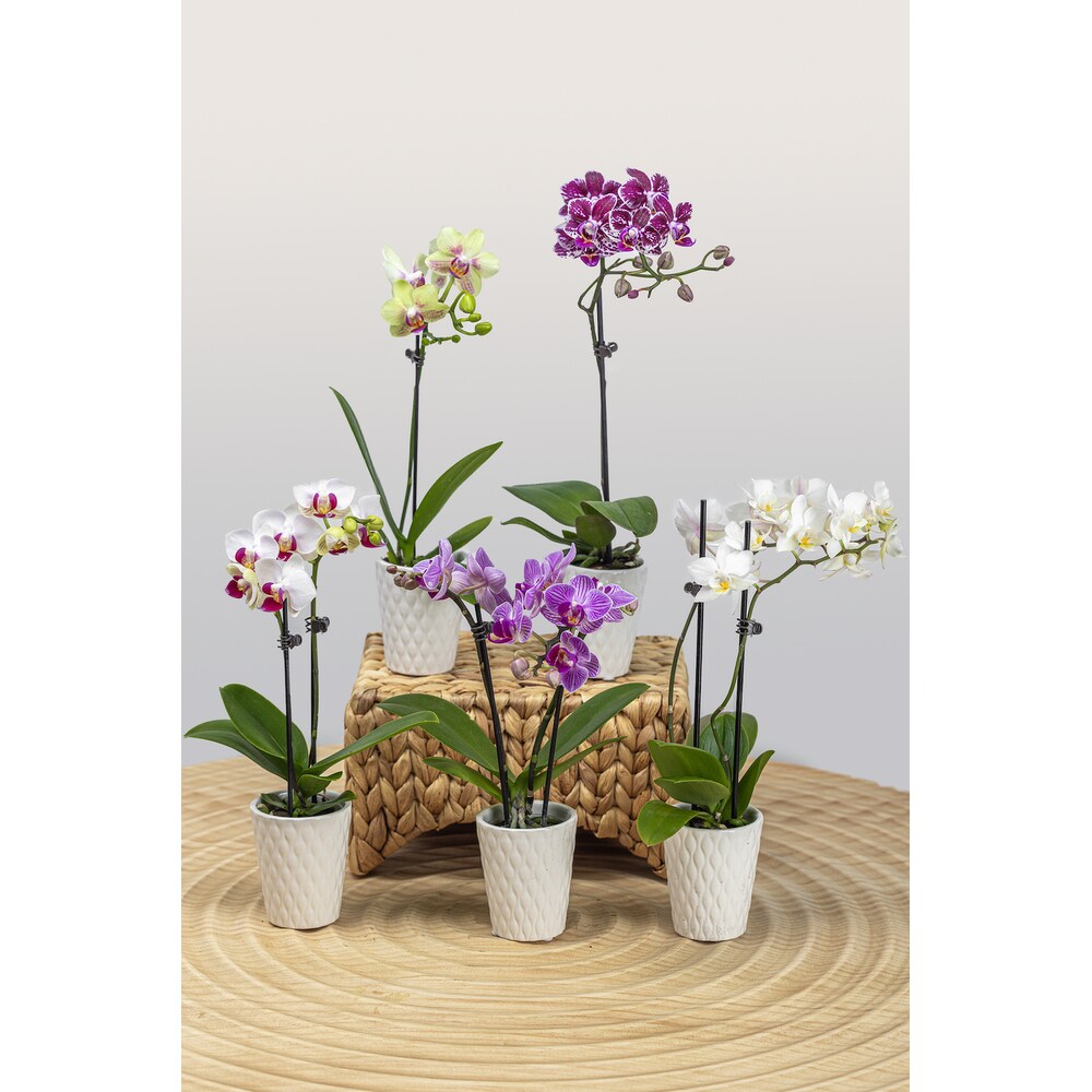 Three Mini Orchids - Manchester, NH | Chalifour's Flowers