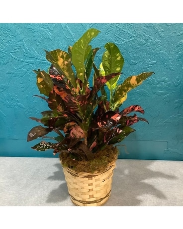 Croton Plant