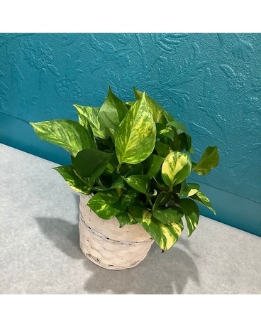 Pothos Plant