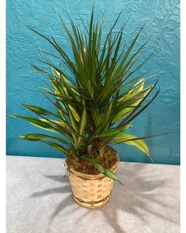 Dracaena Combo Plant