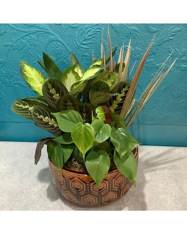 Dish Garden Ceramic Dish Garden Plant