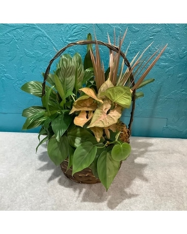 Dish Garden Basket Dish Garden Plant