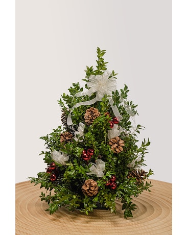 Brilliant Boxwood Tree Plant