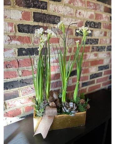 Wintertime Paperwhite Specialty Arrangement