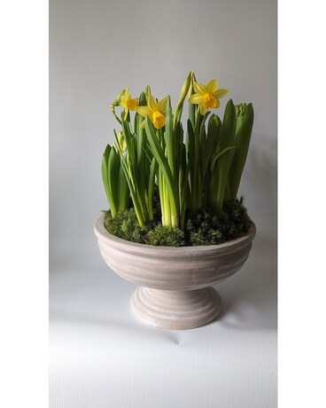 Spring Bulb Garden Plant
