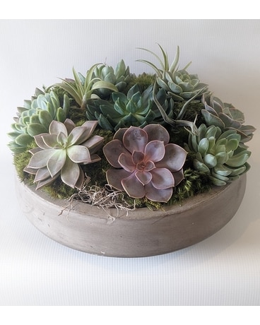 Tranquil Succulent Garden Plant