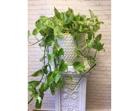 Plentiful Pothos Plant