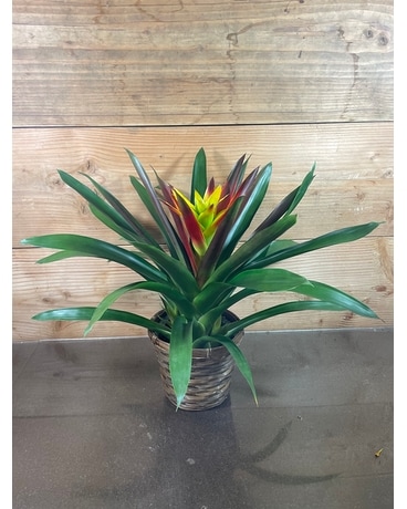 Bromeliad Plant - 6 Inch Plant