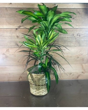 Plant Combo - 10 Inch Plant