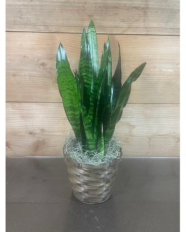 Snake Plant - 6 Inch Plant